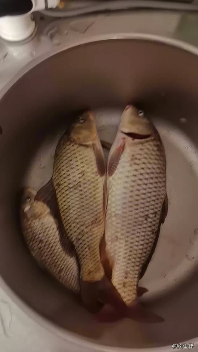 鲤鱼钓获 1.5kg