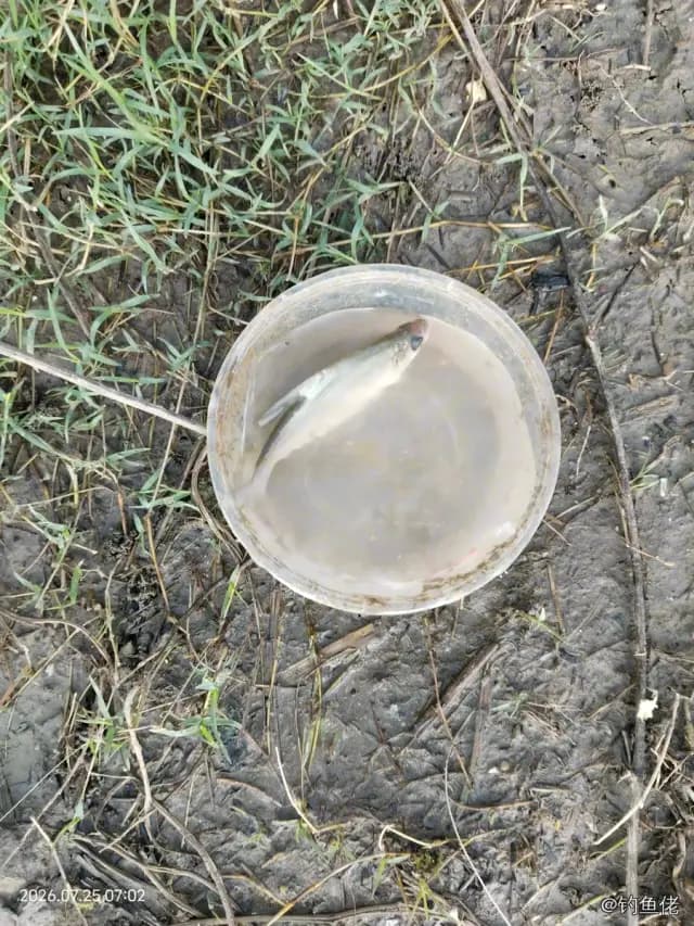 鳊鱼钓获 0.1kg