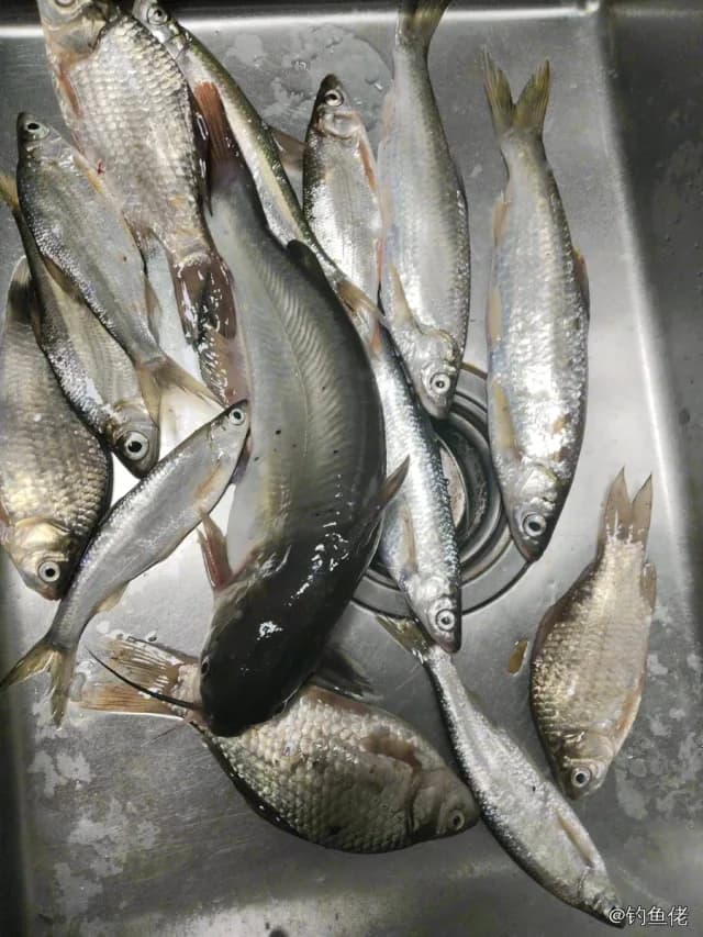 斑鰶钓获 0.03kg