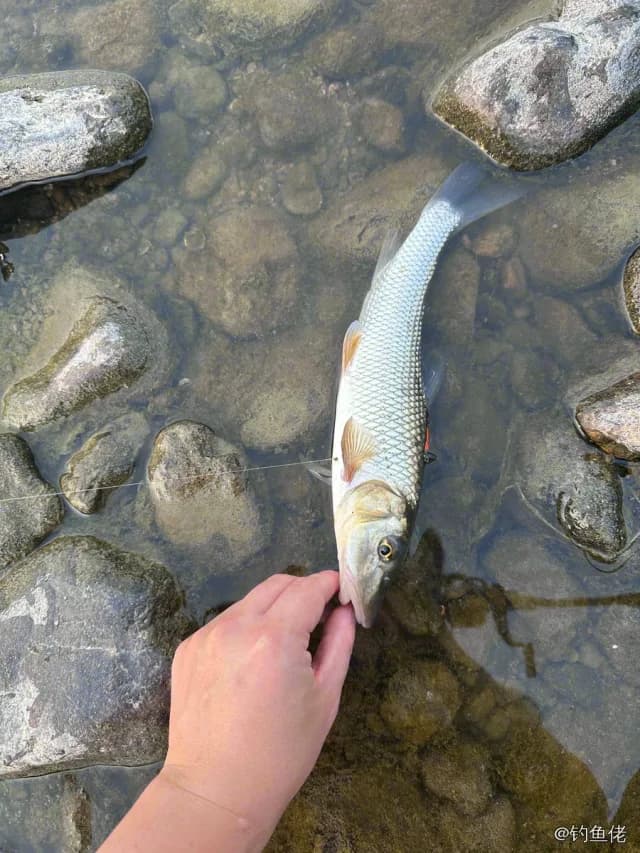 唇䱻钓获 0.5kg