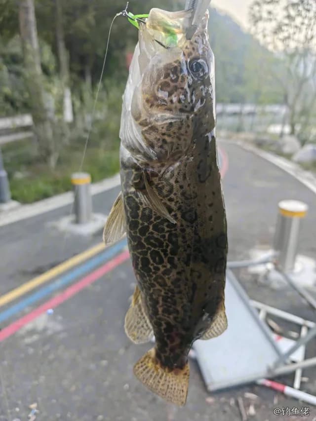 斑鳜钓获 1kg