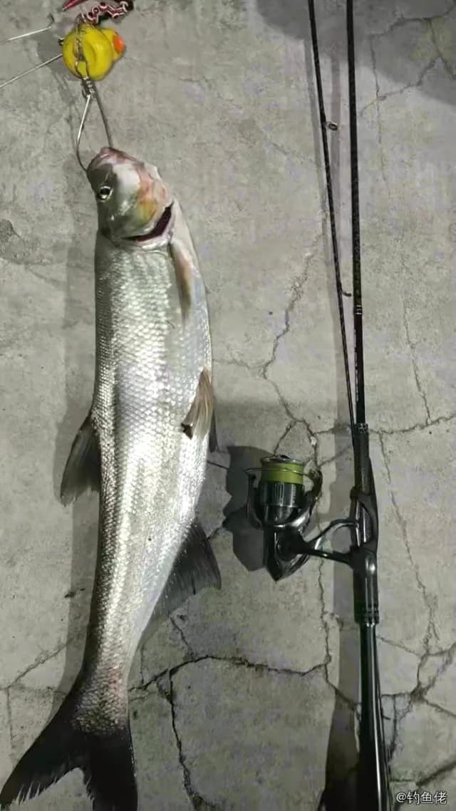 翘嘴鲌钓获 4kg