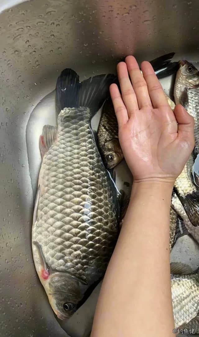 鲫鱼钓获 0.45kg