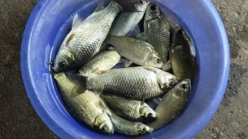 鲫鱼钓获 1.3kg