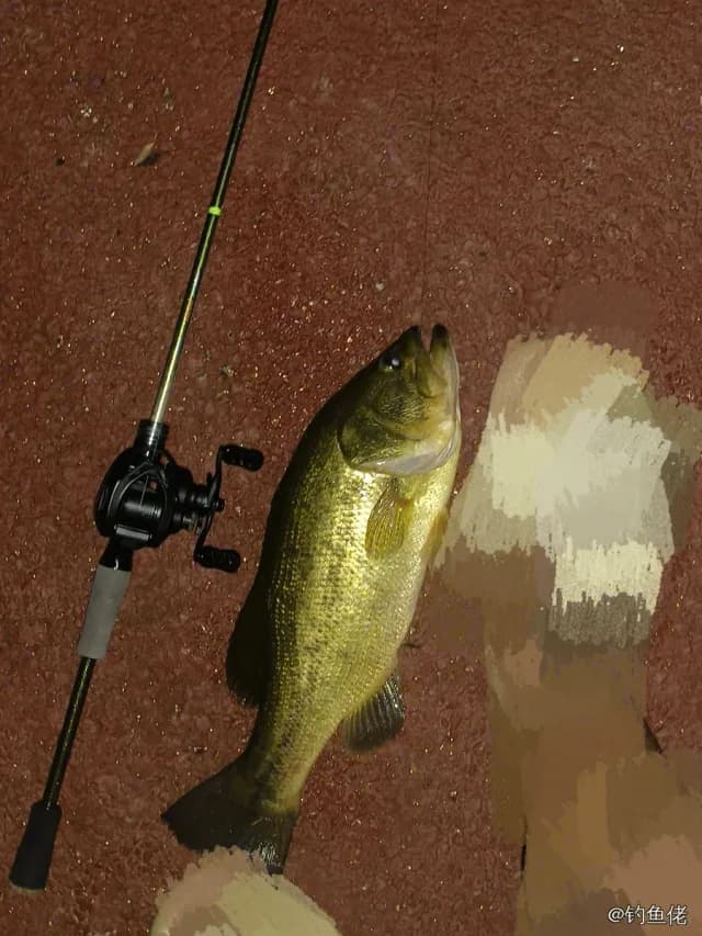 大口黑鲈钓获 1.1kg