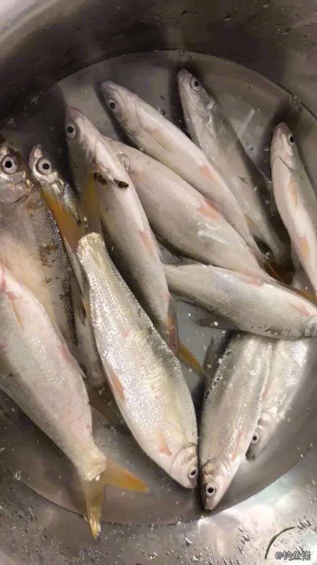 黄尾鰤钓获 0.05kg
