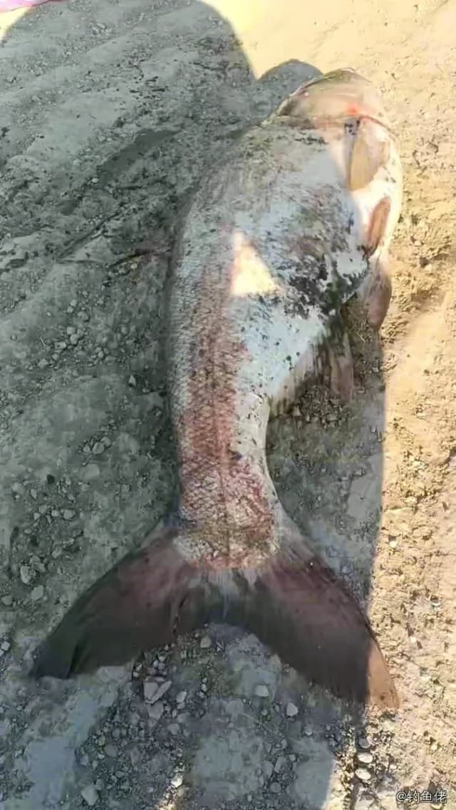 鲢鱼钓获 16.5kg