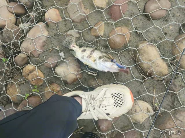 鳜鱼钓获 0.4kg