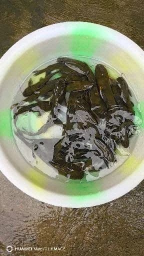 乌鳢钓获 3kg