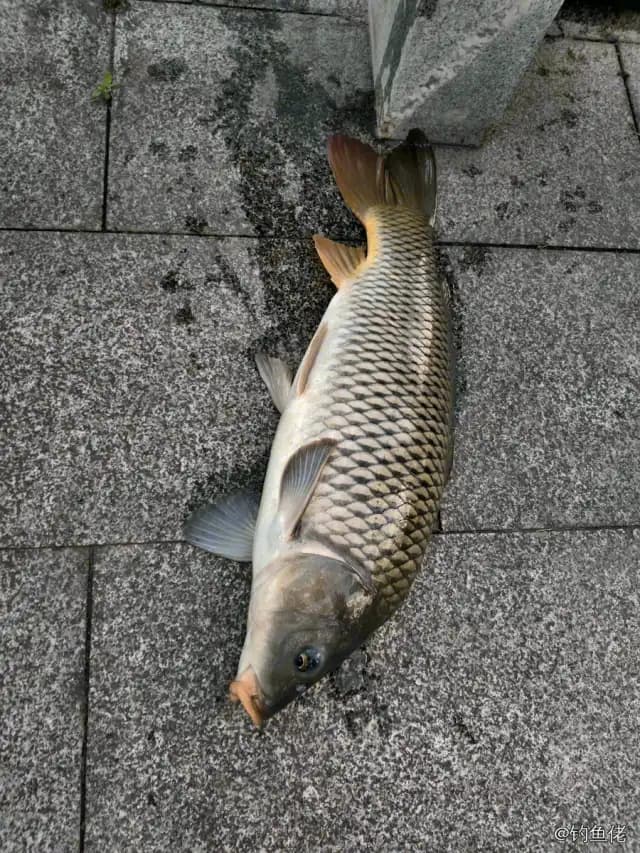 鲤鱼钓获 12kg