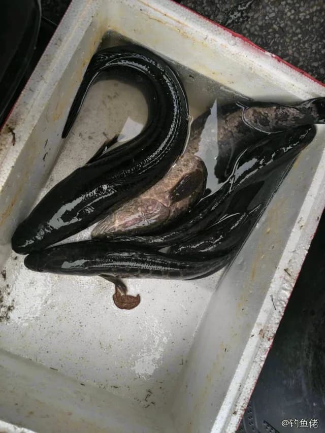 乌鳢钓获 2.4kg