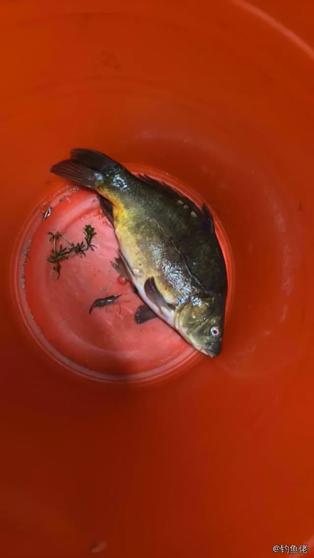 丁鱥钓获 0.75kg