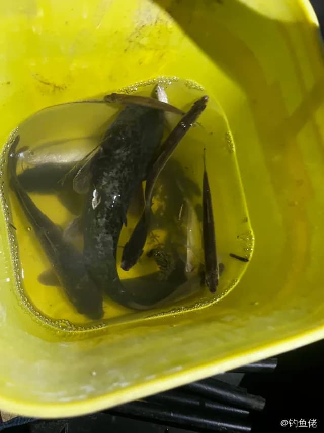 鲶鱼钓获 9kg