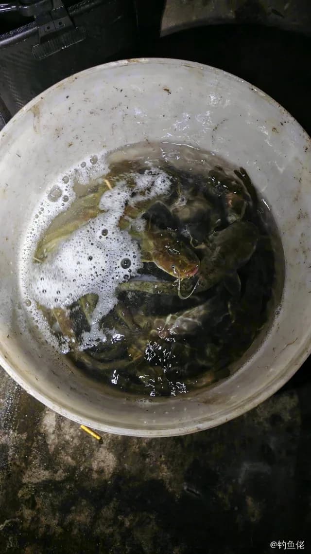 胡子鲇钓获 1kg