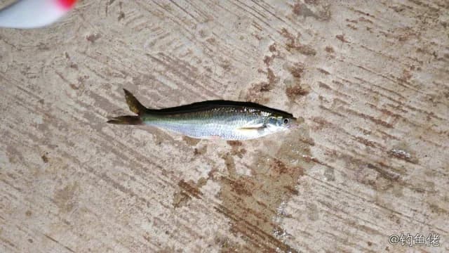 白条钓获 0.1kg