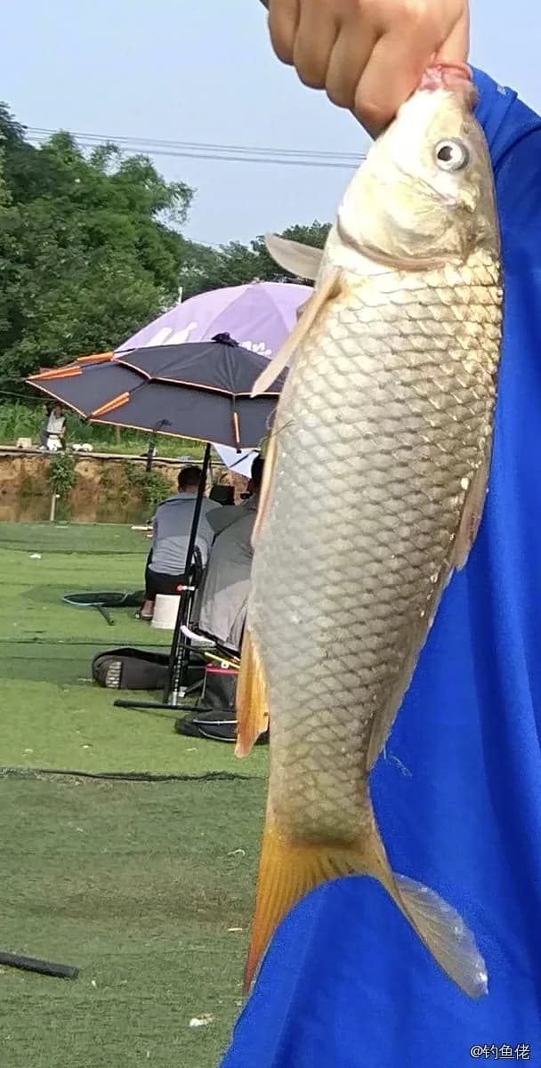 鲤鱼钓获 0.6kg