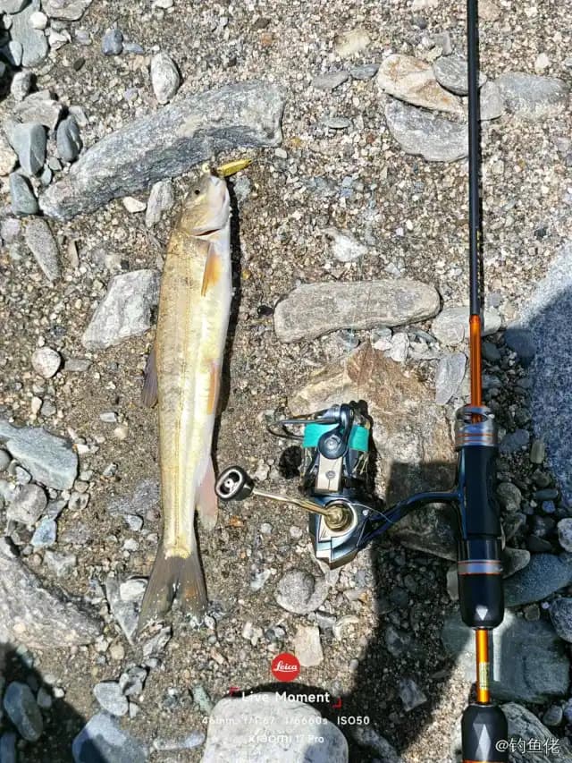 龙头鱼钓获 0.03kg