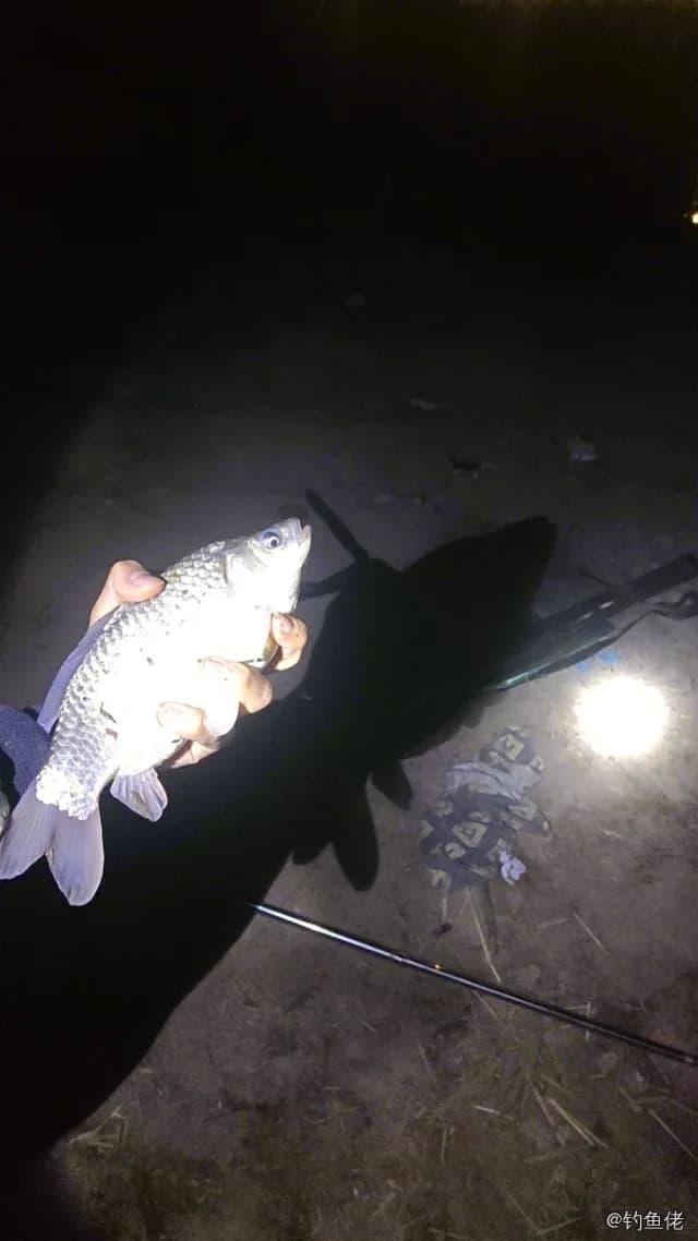 鲫鱼钓获 1kg