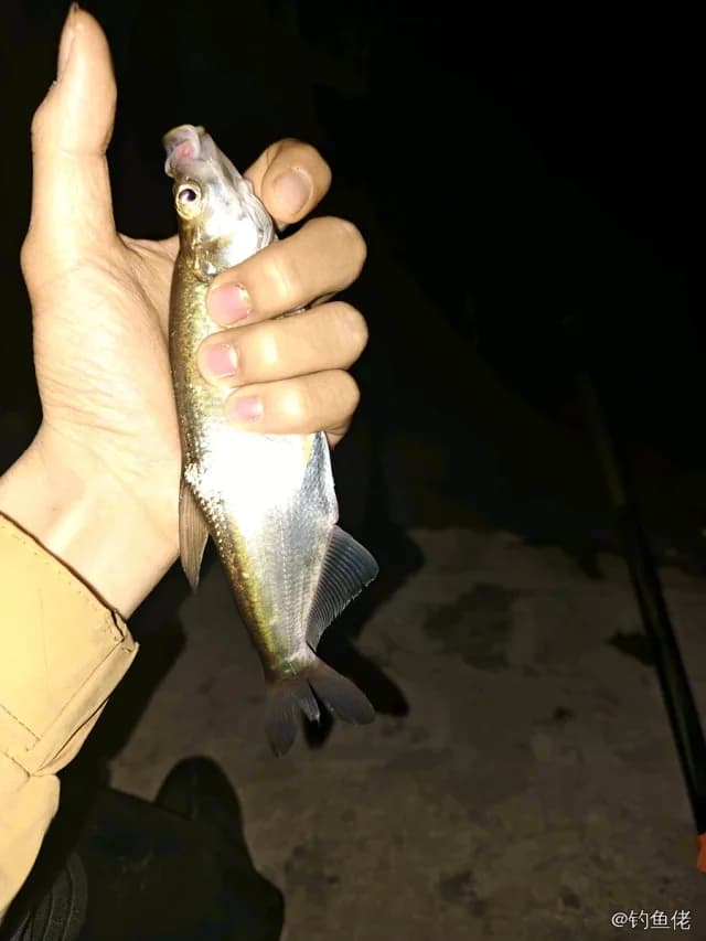 红鳍鲌钓获 0.9kg
