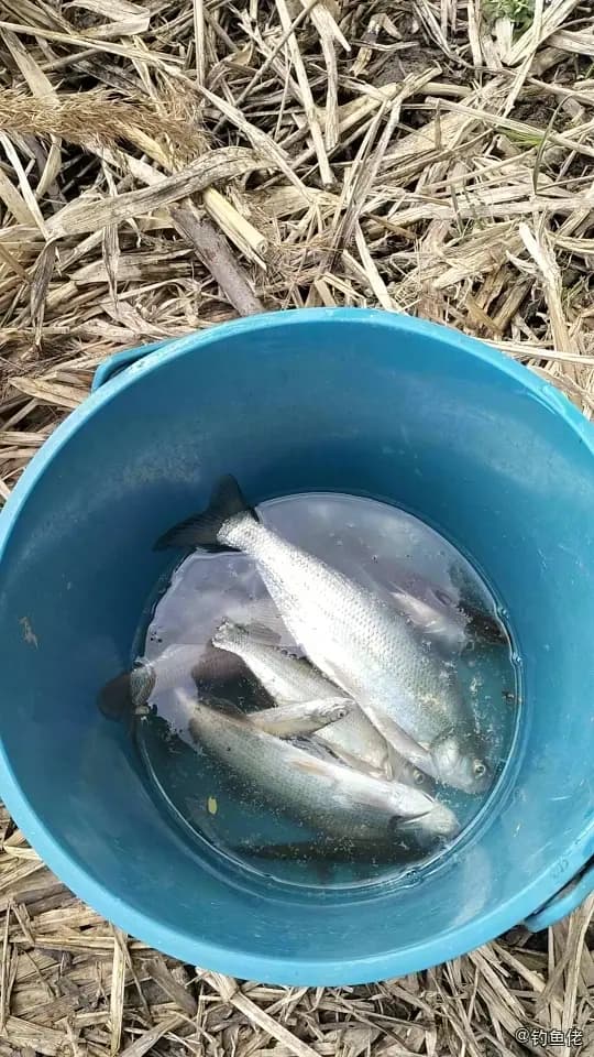 红鳍鲌钓获 0.25kg