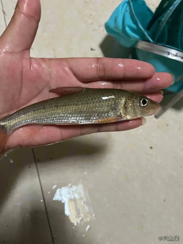 唇䱻钓获 1kg