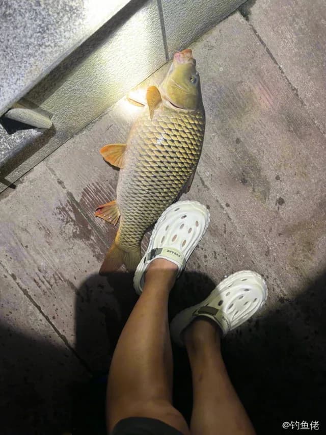 鲤鱼钓获 3.3kg