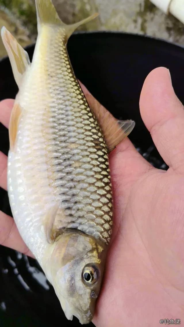 侧条光唇鱼钓获 0.2kg