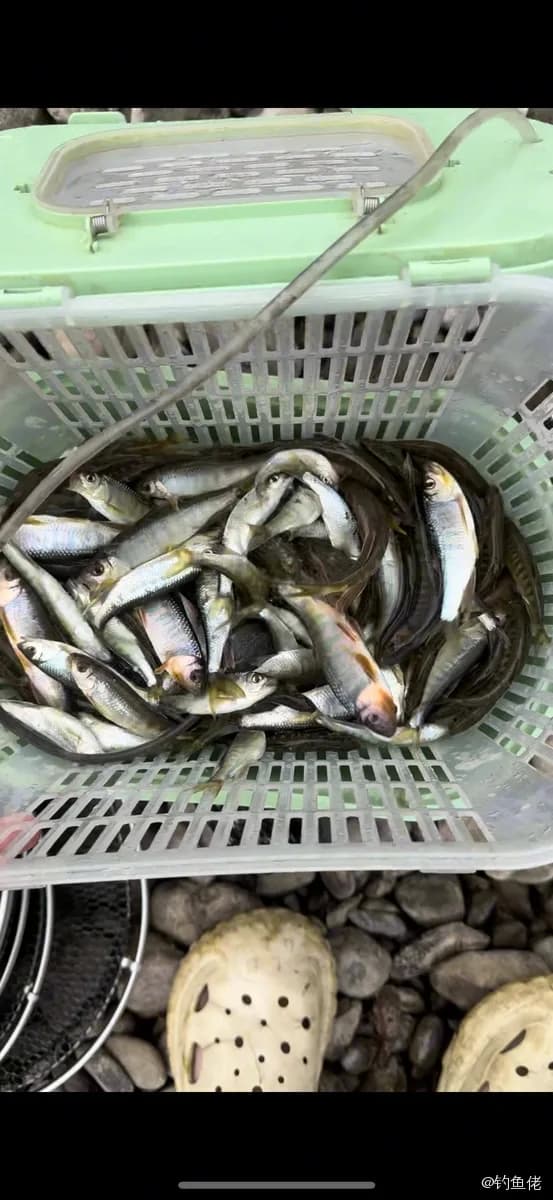 马口鱼钓获 0.3kg