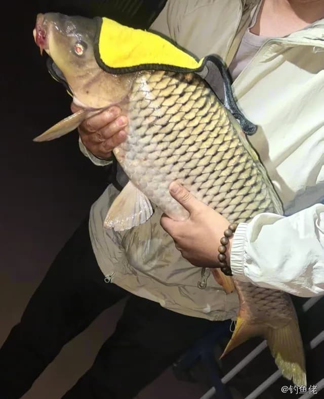 鲤鱼钓获 12kg
