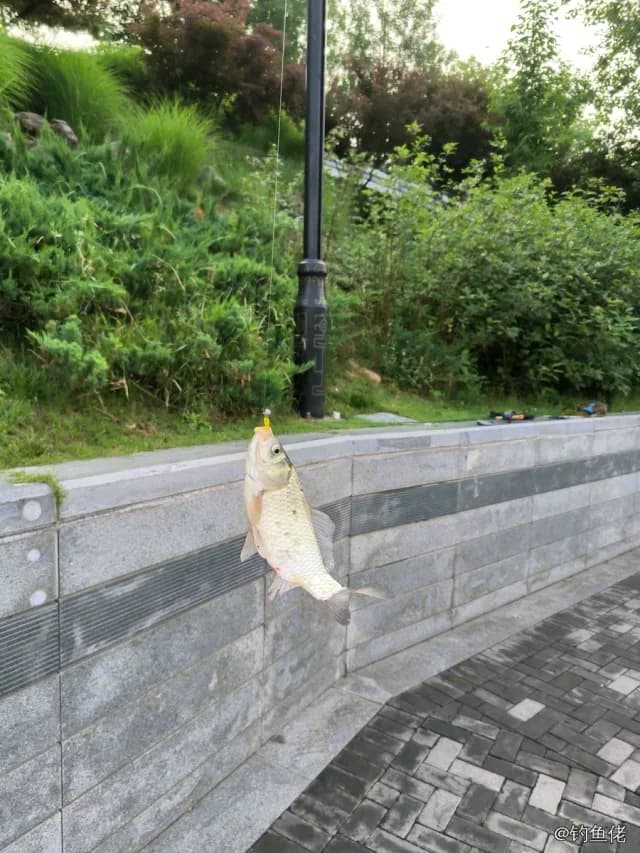 鲫鱼钓获 0.2kg