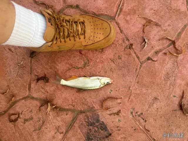红鳍鲌钓获 0.6kg