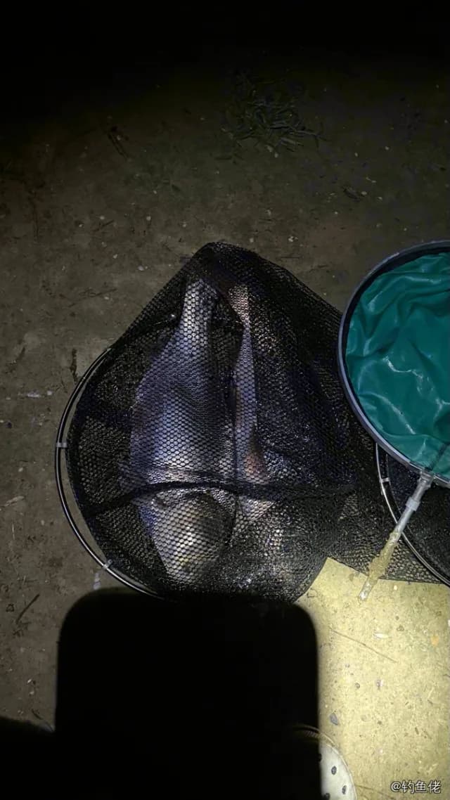 鲢鱼钓获 4.6kg