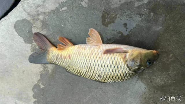 鲤鱼钓获 3.3kg