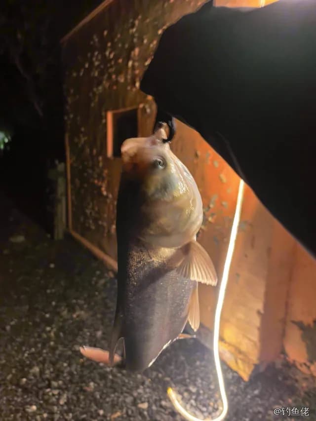 鲢鱼钓获 4.4kg