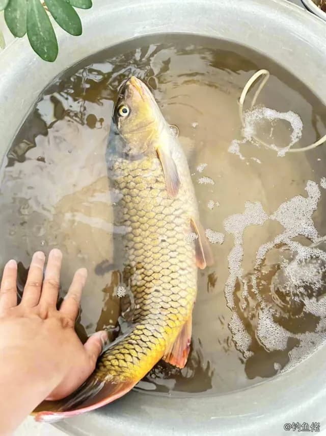 鲤鱼钓获 6kg