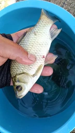 鲫鱼钓获 0.2kg