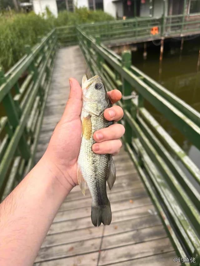 大口黑鲈钓获 0.4kg
