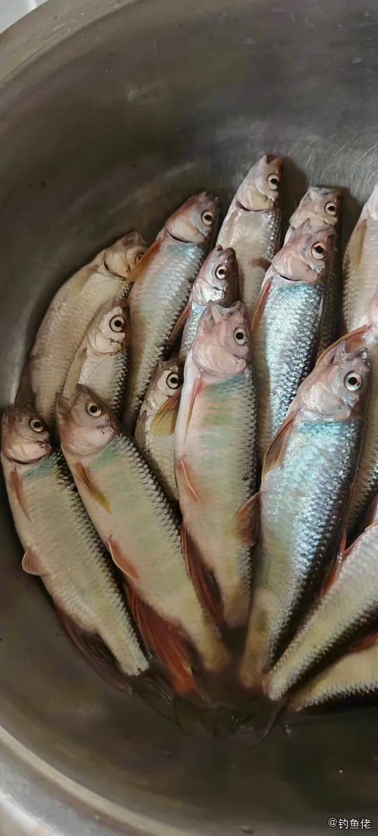 宽鳍鱲钓获 0.01kg