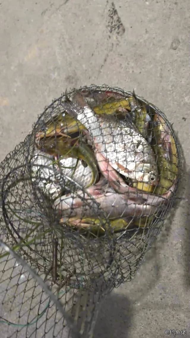 鳊鱼钓获 1.5kg