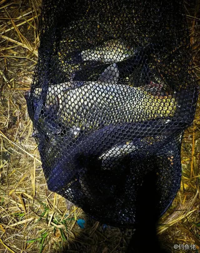 鲤鱼钓获 1kg