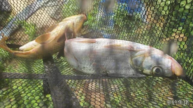 翘嘴鲌钓获 1kg