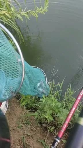 翘嘴鲌钓获 3kg