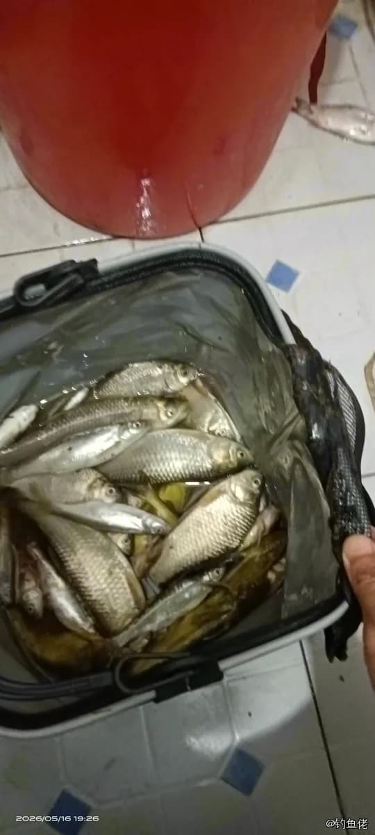 赤眼鳟钓获 0.5kg