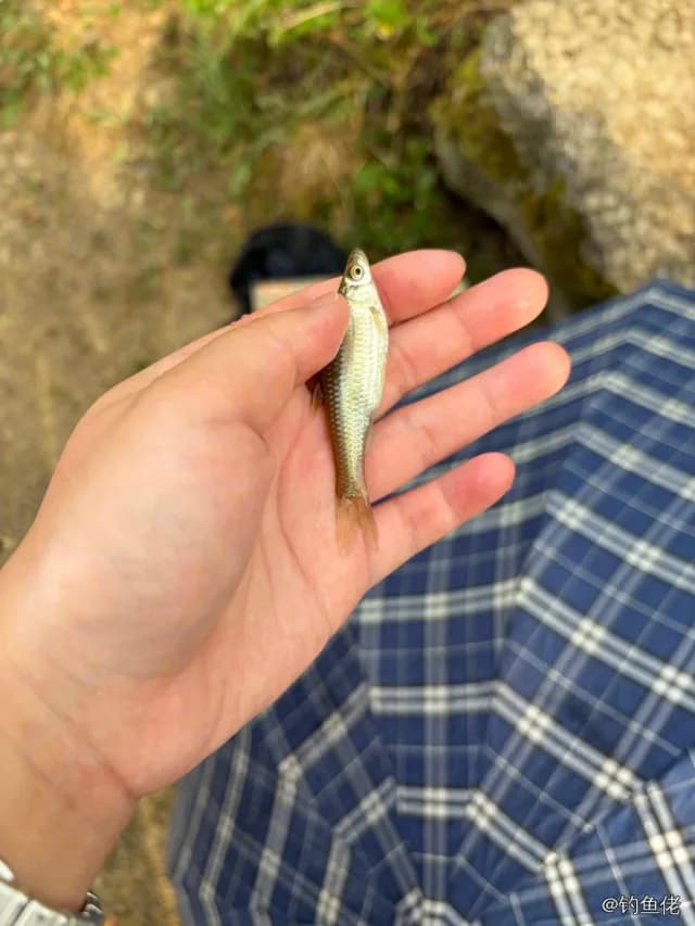 麦穗鱼钓获 