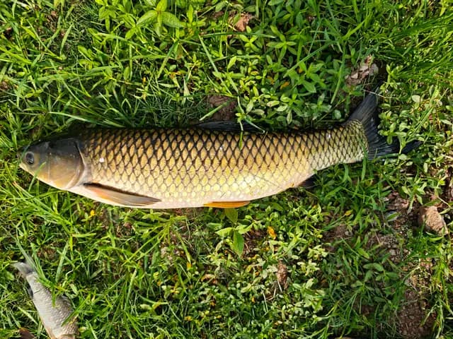 草鱼钓获 5.1kg