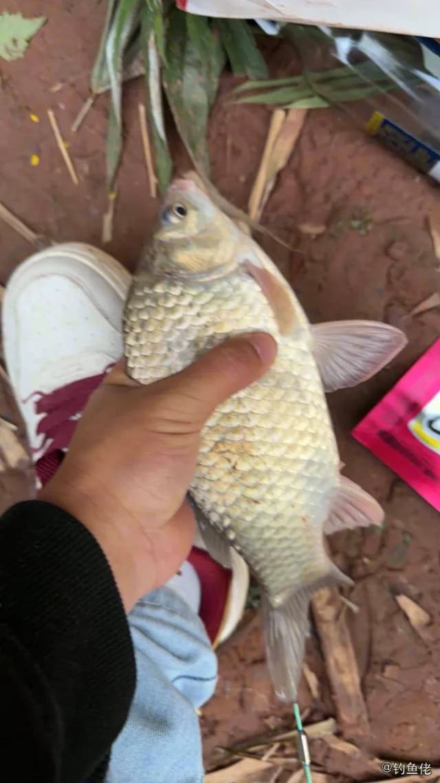 鲫鱼钓获 0.45kg