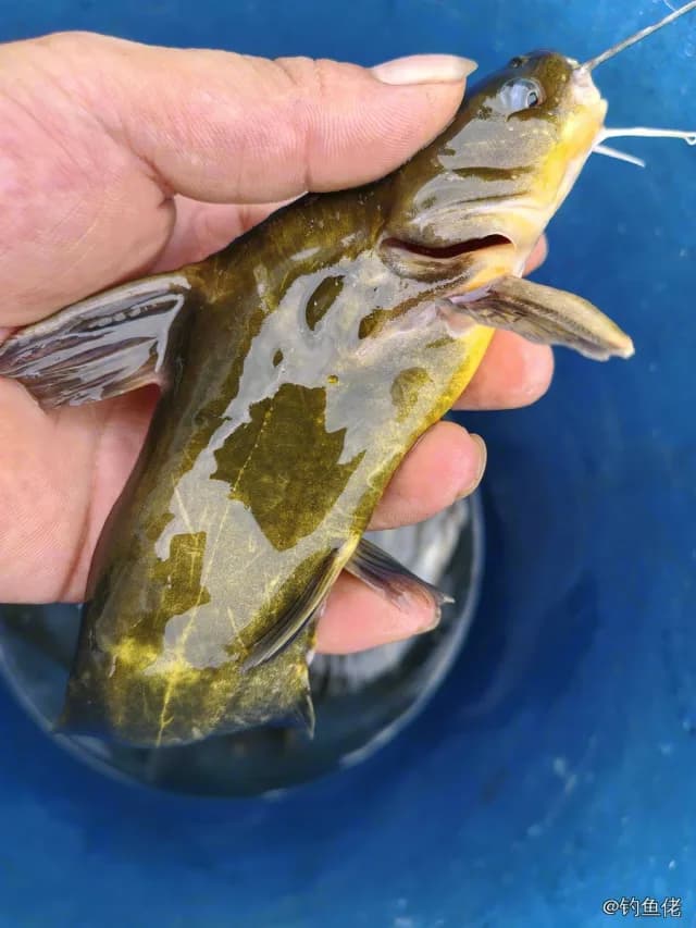 黄颡鱼钓获 0.5kg