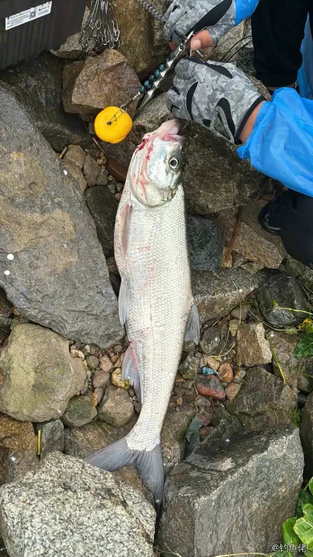 翘嘴鲌钓获 1kg