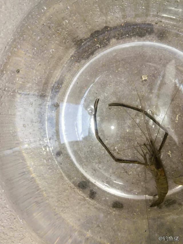 鲫鱼钓获 1.3kg