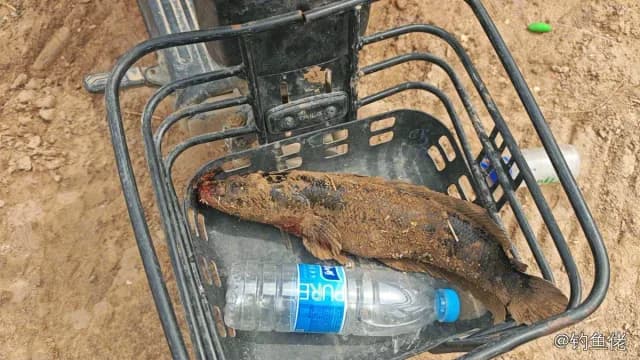 云斑尖塘鳢钓获 1.5kg